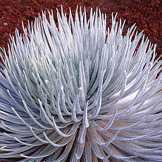 Silberschwert, eine endemische Pflanze auf Hawaii